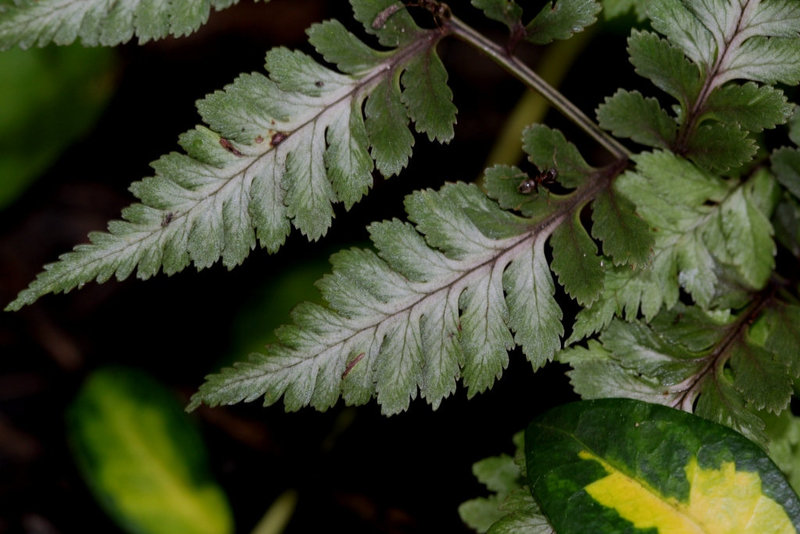 Athyrium niponicum 'Metallica'