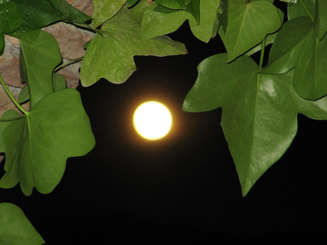 La luna entra en mi jardin