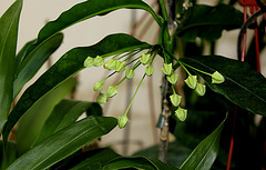Hoya multiflora (2)