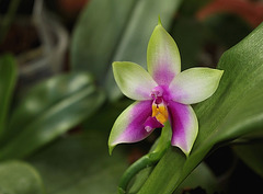 Phalaenopsis bellina (violacea borneo)