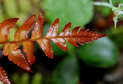 Dryopteris erythrosora