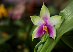 Phalaenopsis bellina (violacea borneo)