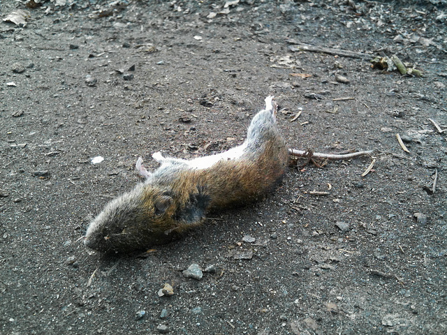 Road kill? (other side)