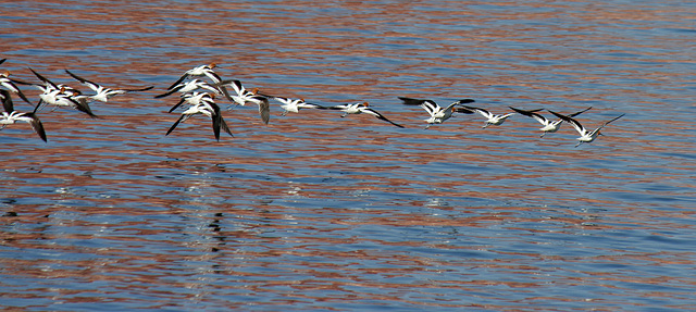 Lake Powell - Waterbirds (4667)