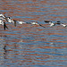 Lake Powell - Waterbirds (4667)