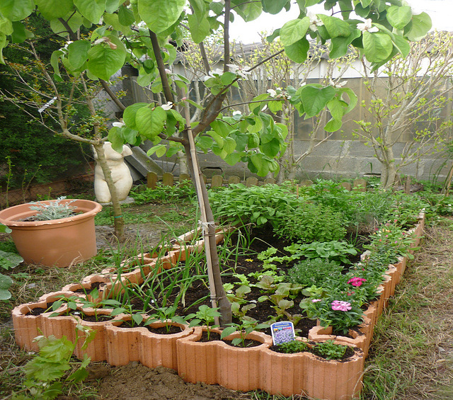 Petit coin à légumes