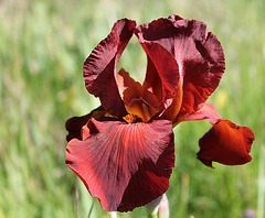 Iris Dutch chocolate