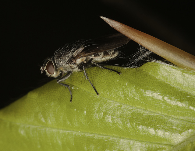 fliege im kalten april