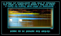 cygne...Rhone a lyon..!