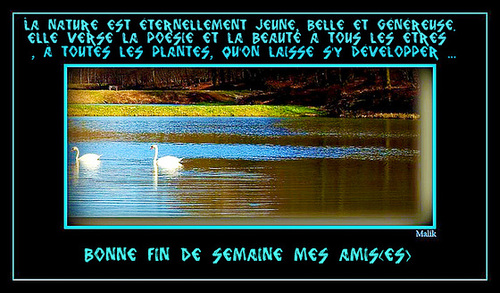 cygne...Rhone a lyon..!