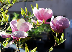 Magnolien