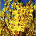 Forsythia fractale