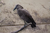 20110116 9412Aw [D-GE] Hammerkopf (Scopus umbetta), [Schattenvogel], Zoom Gelsenkirchen