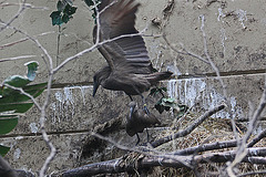 20110116 9411Aw [D-GE] Hammerkopf (Scopus umbetta), [Schattenvogel], Zoom Gelsenkirchen