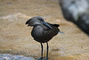 20110116 9410Aw [D-GE] Hammerkopf (Scopus umbetta), [Schattenvogel], Zoom Gelsenkirchen