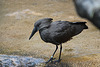 20110116 9409Aw [D-GE] Hammerkopf (Scopus umbetta), [Schattenvogel], Zoom Gelsenkirchen