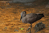 20110116 9406Aw [D-GE] Hammerkopf (Scopus umbetta), [Schattenvogel], Zoom Gelsenkirchen