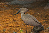 20110116 9405Aw [D-GE] Hammerkopf (Scopus umbetta), [Schattenvogel], Zoom Gelsenkirchen