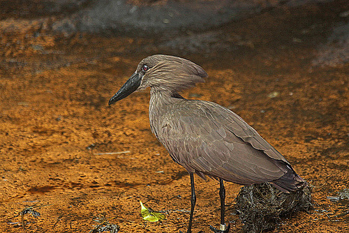 20110116 9405Aw [D-GE] Hammerkopf (Scopus umbetta), [Schattenvogel], Zoom Gelsenkirchen