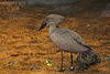 20110116 9404Aw [D-GE] Hammerkopf (Scopus umbetta), [Schattenvogel], Zoom Gelsenkirchen