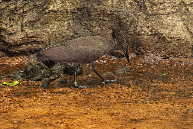 20110116 9403Aw [D-GE] Hammerkopf (Scopus umbetta), [Schattenvogel], Zoom Gelsenkirchen