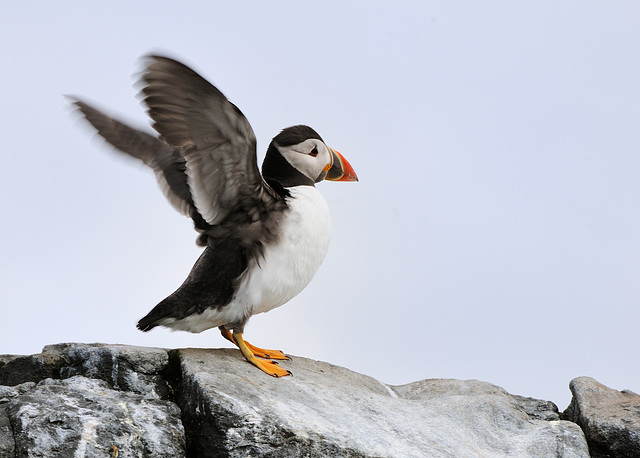 Puffin (d)