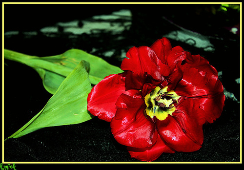 TULIPE ***