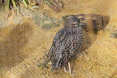 20110116 9397Aw [D-GE] Triel (Burhinus oedicnemus), Zoom Gelsenkirchen