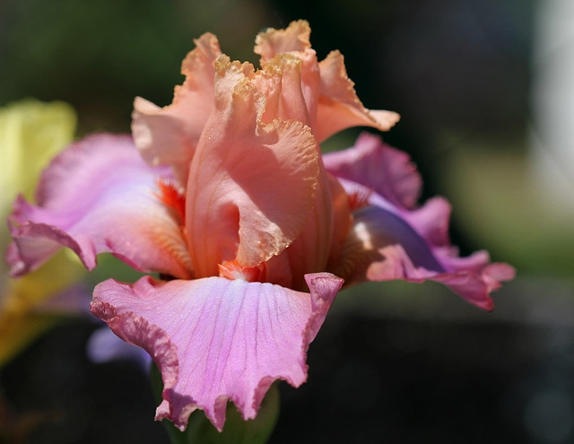 Iris Goodbye heart