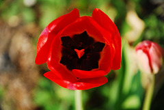 Angoli colorati di giardino - rosso