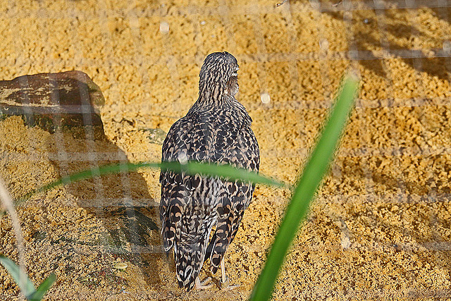 20110116 9396Aw [D-GE] Triel (Burhinus oedicnemus), Zoom Gelsenkirchen