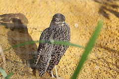 20110116 9395Aw [D-GE] Triel (Burhinus oedicnemus), Zoom Gelsenkirchen