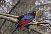 20110116 9394Aw [D-GE] Schildturako (Musophaga violacea), [Pisangfresser], Zoom Gelsenkirchen