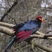 20110116 9394Aw [D-GE] Schildturako (Musophaga violacea), [Pisangfresser], Zoom Gelsenkirchen