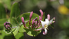 Lonicera