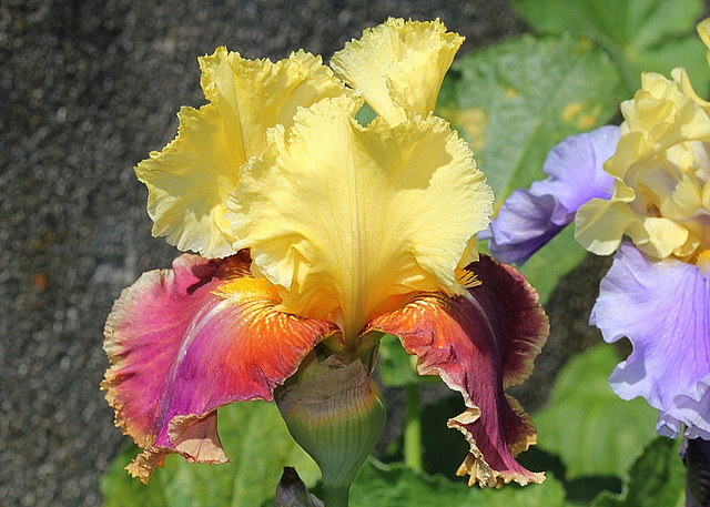Iris Tracy Tyrène