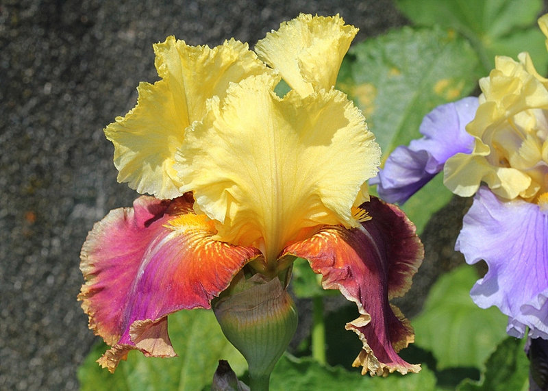 Iris Tracy Tyrène