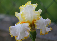 Iris Bride's halo