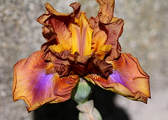 iris Bohemian