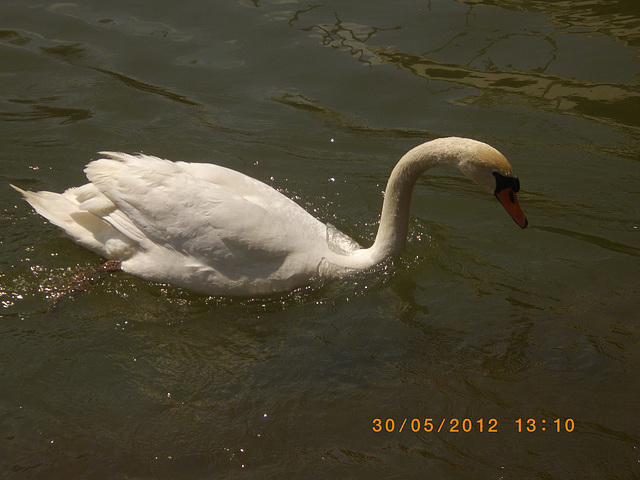 prise dans le Rhone