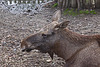 20110116 9386Aw [D-GE] Elch (Alces alces), Zoom Gelsenkirchen