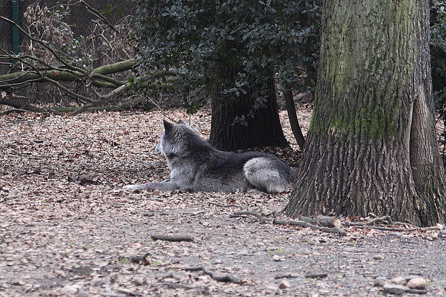 20110116 9385Aw [D-GE] Timberwolf (Canis lupus occidentalis), Zoom Gelsenkirchen