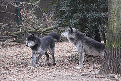 20110116 9384Aw [D-GE] Timberwolf (Canis lupus occidentalis), Zoom Gelsenkirchen