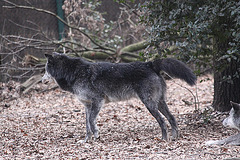 20110116 9383Aw [D-GE] Timberwolf (Canis lupus occidentalis), Zoom Gelsenkirchen