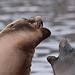 20110116 9378Aw [D-GE] Kalifornischer Seelöwe (Zalophus californianus), Zoom Gelsenkirchen