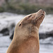 20110116 9374Aw [D-GE] Kalifornischer Seelöwe (Zalophus californianus), Zoom Gelsenkirchen