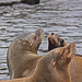 20110116 9373Aw [D-GE] Kalifornischer Seelöwe (Zalophus californianus), Zoom Gelsenkirchen