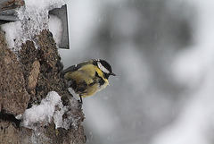 Mésange charbonnière dans les giboulées d'avril