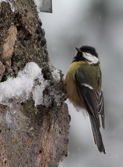 Mésange charbonnière dans les giboulées d'avril (2)