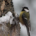 Mésange charbonnière dans les giboulées d'avril (2)